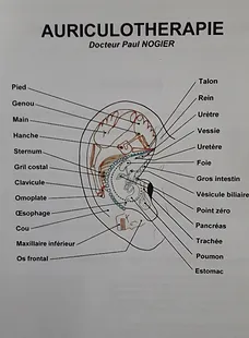 Réflexologie auriculaire